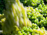 En Autriche comme ailleurs, la viticulture subit les effets du changement climatique. Les producteurs de vin s'adaptent en misant sur des cépages résistants à la chaleur tandis que les vignobles s'étendent à des régions jadis trop froides pour cette culture.