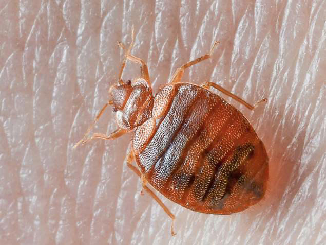 A bed bug is shown sitting on human skin.