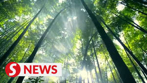 Find out how China, which is the world's largest bamboo producer, is phasing out plastic and grabbing global attention in the process using innovative bamboo products.WATCH MORE: https://thestartv.com/c/newsSUBSCRIBE: https://cutt.ly/TheStarLIKE: https://fb.com/TheStarOnline
