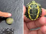 Meet Filmore the tiniest turtle ever!