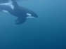 Darum häufen sich gefährliche Orca-Attacken