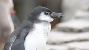 Pinguin-Nachwuchs über Stralsunds Dächern