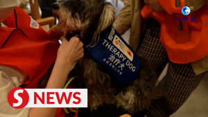 Furry companions spread love, healing in Shanghai