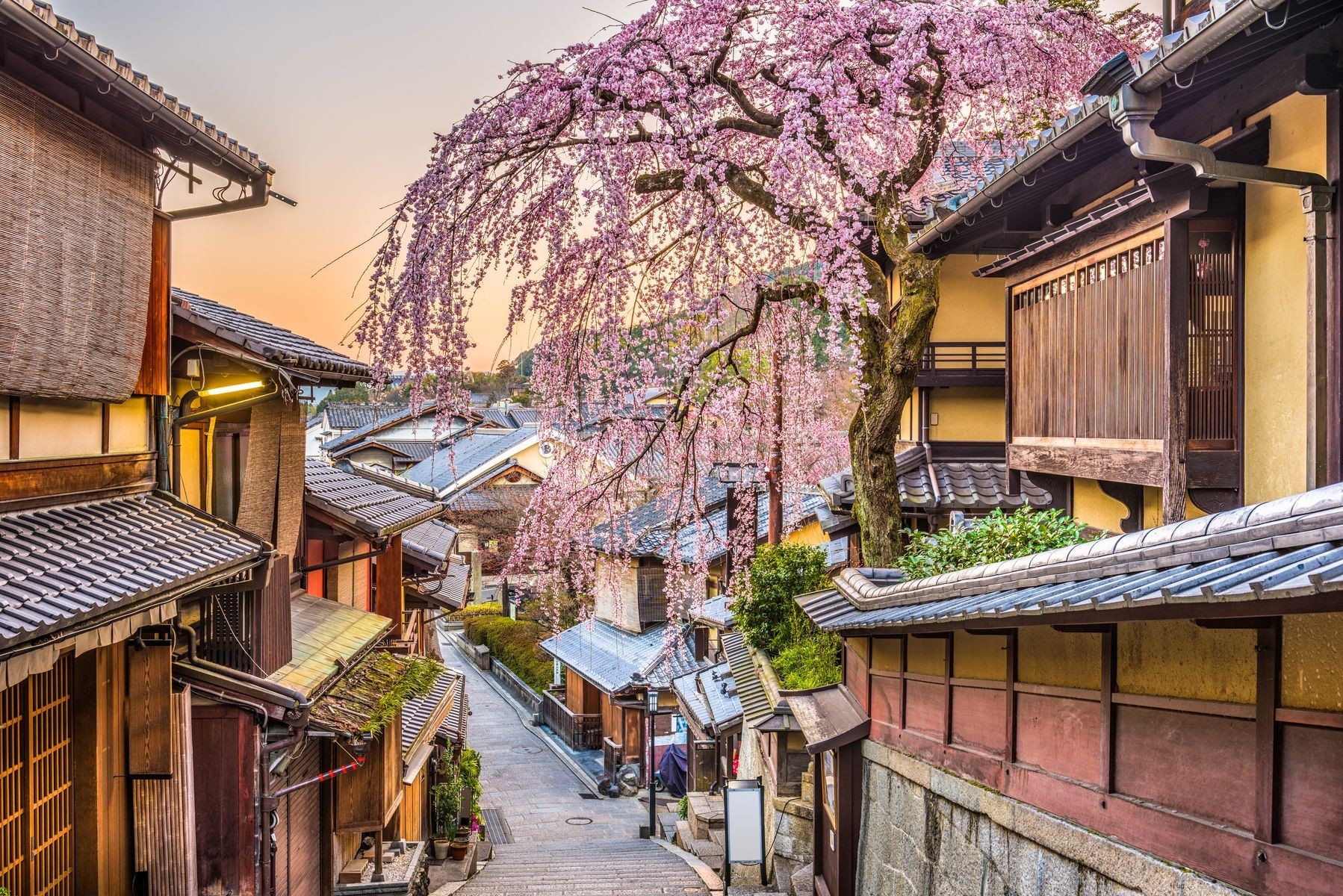 Il n’y a pas de meilleur moment dans l’année pour visiter le Japon, mais le printemps est une saison particulièrement spéciale en raison de l’abondance des cerisiers en fleurs à cette période. Les gens qui visitent Kyoto auront l’embarras du choix pour admirer les <a href="https://www.jrailpass.com/blog/fr/floraison-cerisiers-sakura-kyoto" rel="noreferrer noopener">fleurs</a> de près, tout en ayant la possibilité de goûter à la <a href="https://japon-fr.com/kyoto-gastronomie.htm" rel="noreferrer noopener">cuisine de classe mondiale</a> et de profiter de la riche scène <a href="https://www.japan-experience.com/fr/decouvrir/kyoto/sortir-voir-boire/arts-traditionnels-gion-corner-kyoto" rel="noreferrer noopener">artistique</a>.
