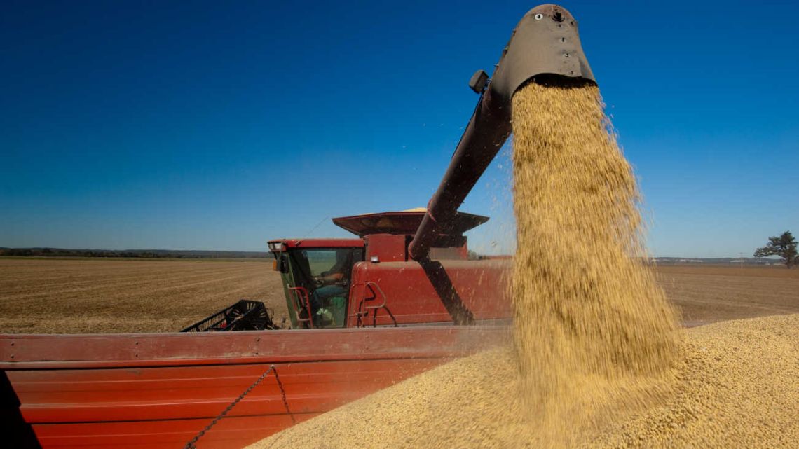 euforia del agro: el campo rompe un récord histórico en la cosecha de maíz