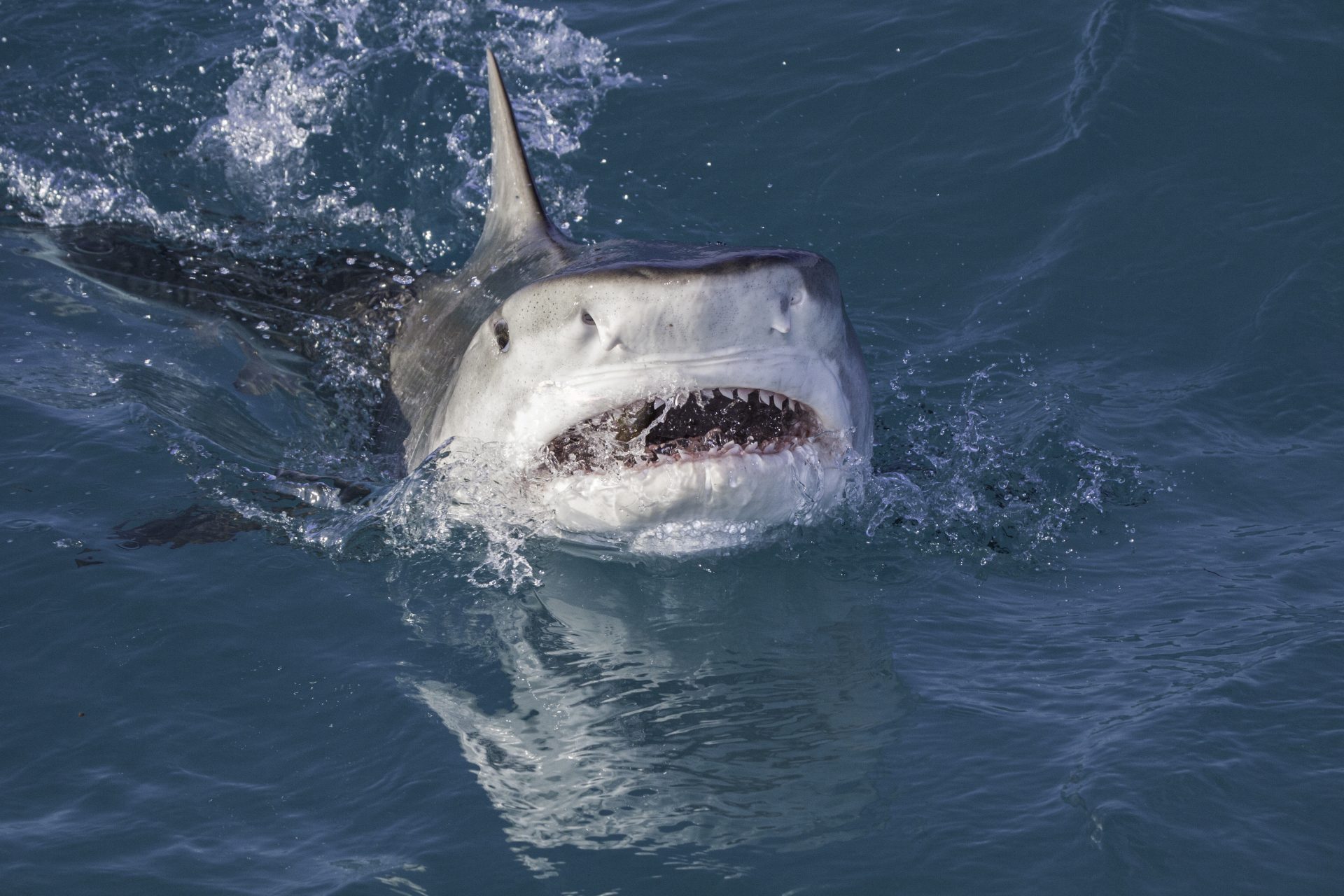 Los tiburones son oviparos o viviparos