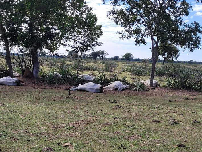 1.071 bovinos morreram no Mato Grosso do Sul por conta das baixas temperaturas Foto: Divulgação/Iagro