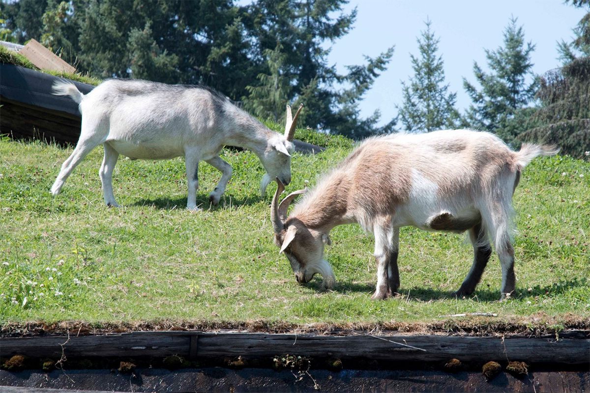 <p><strong>Coombs, British Columbia</strong></p> <p>You'll know you're in the right place if you see <a href="https://oldcountrymarket.com">goats on the grass-covered roof</a> of this ramshackle roadside market. Gimmick? Sure. But many travelers <a href="https://www.yelp.com/biz/old-country-market-coombs">love the Old Country Market</a> for its quirks even though they acknowledge it's a tourist trap. This might not be a spot to scratch off the list entirely — just go early or late to miss busloads of cruise-ship tourists, and be prepared to spend. The market is packed with a ton of bizarre foods, toys, and other products that may or may not have anything to do with Canada, but hey: You're here for the goats.</p>