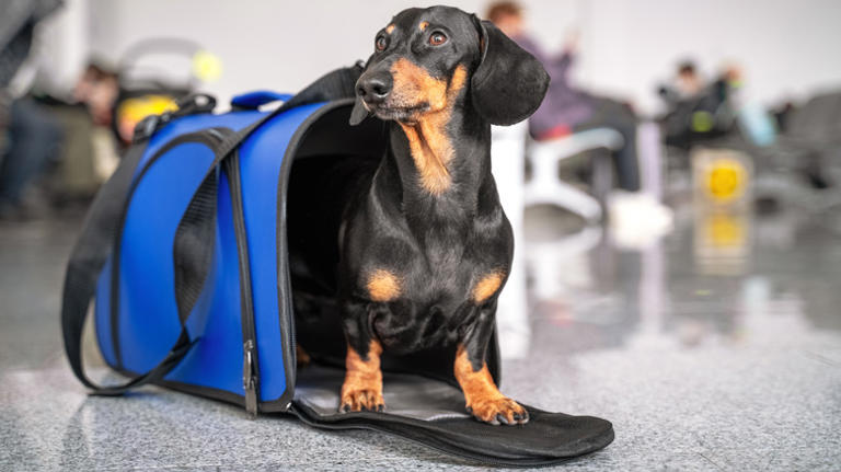 dachsund in blue carrier in airport