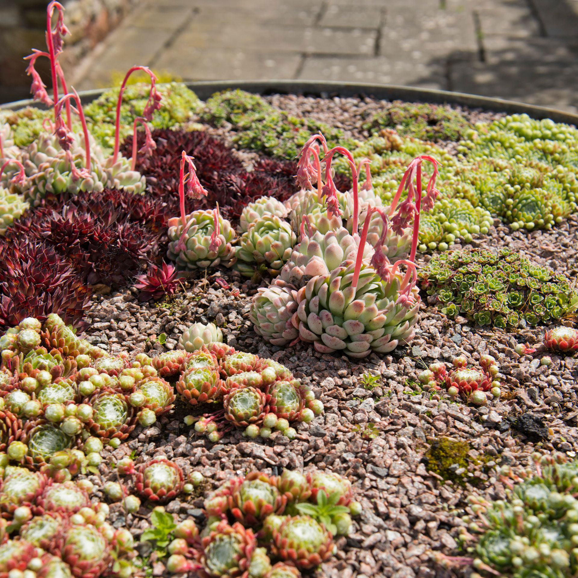 Stylish succulent garden ideas to bring a new look to your space