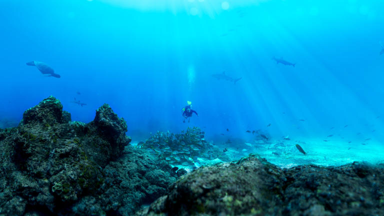A diver swims above a coral reef off the coast of San Cristobal.