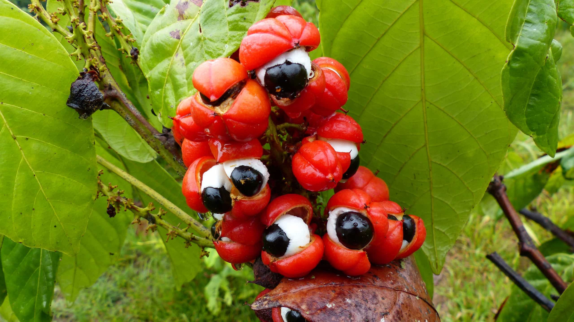 the-oddest-looking-fruits-and-vegetables-from-around-the-world