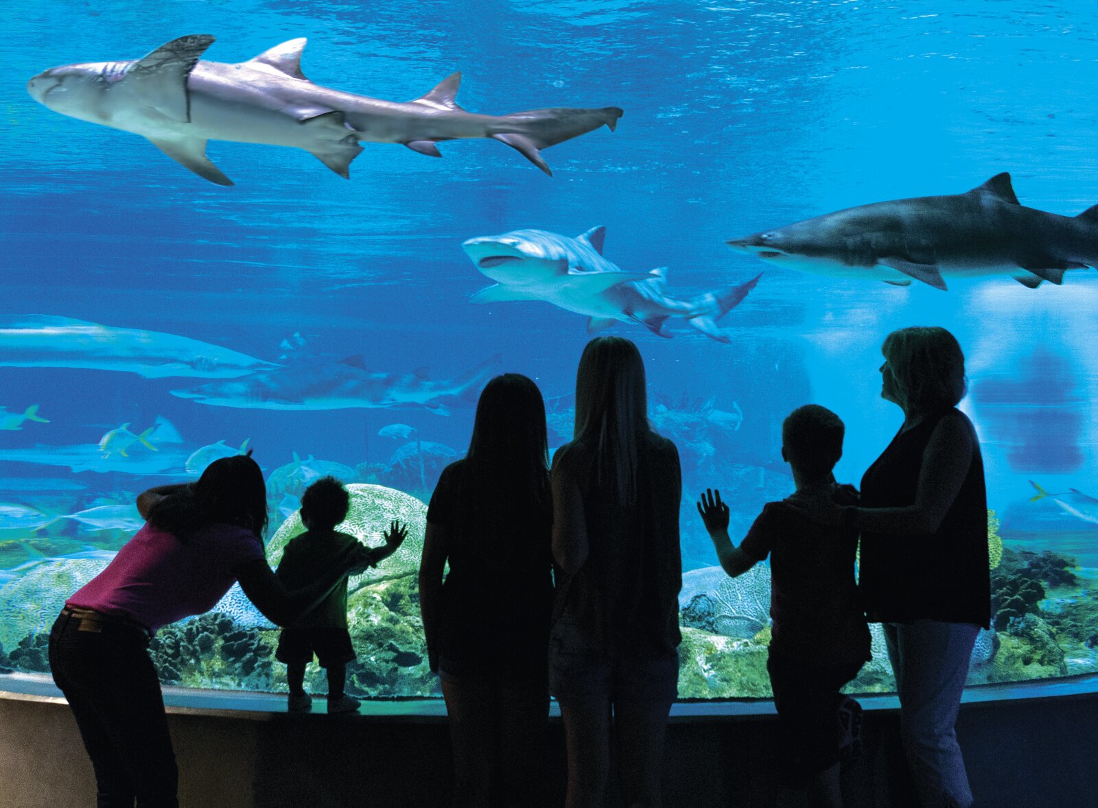 The 16 Best Aquariums in the U.S. for 2024