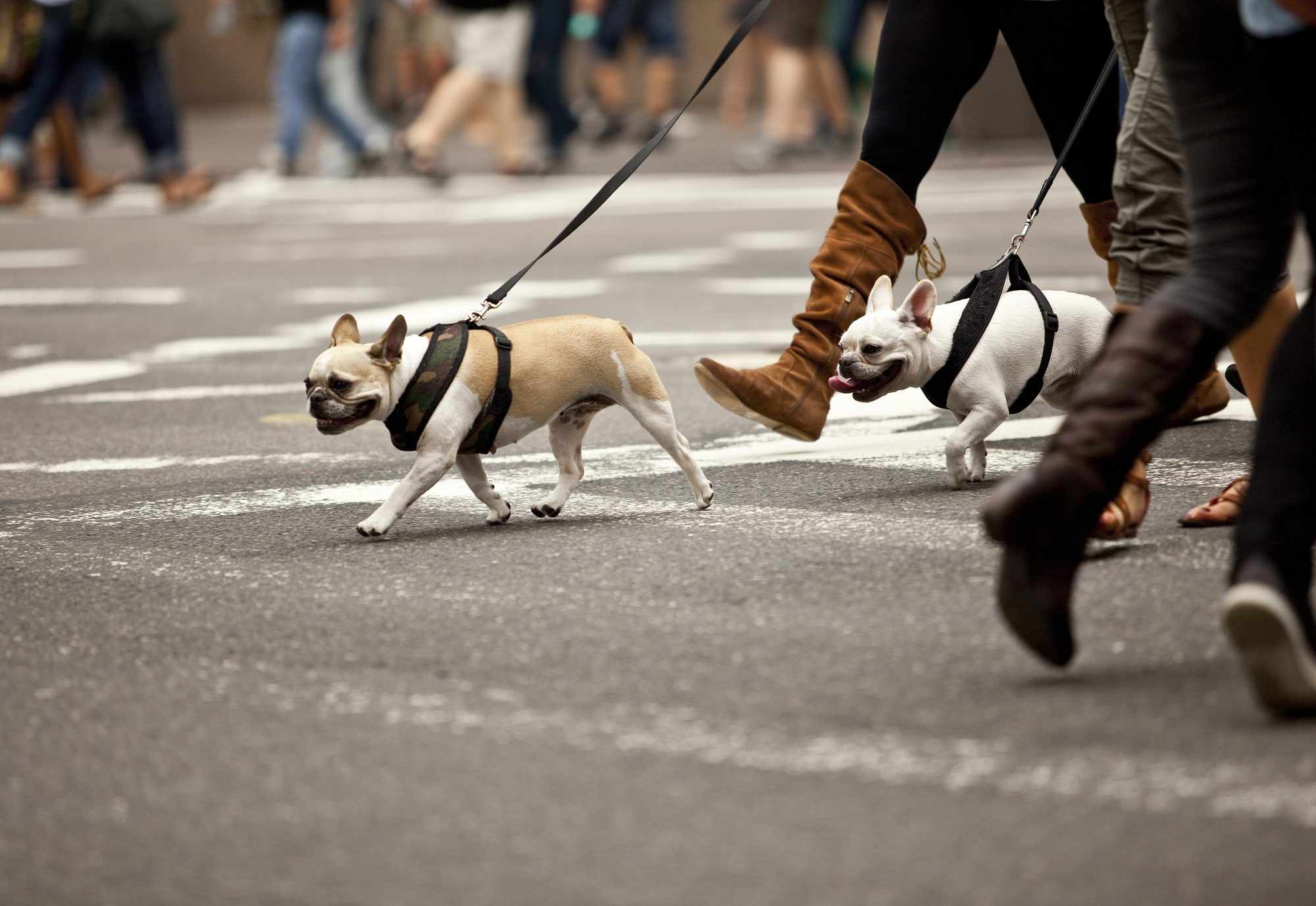 Выгуливание собак