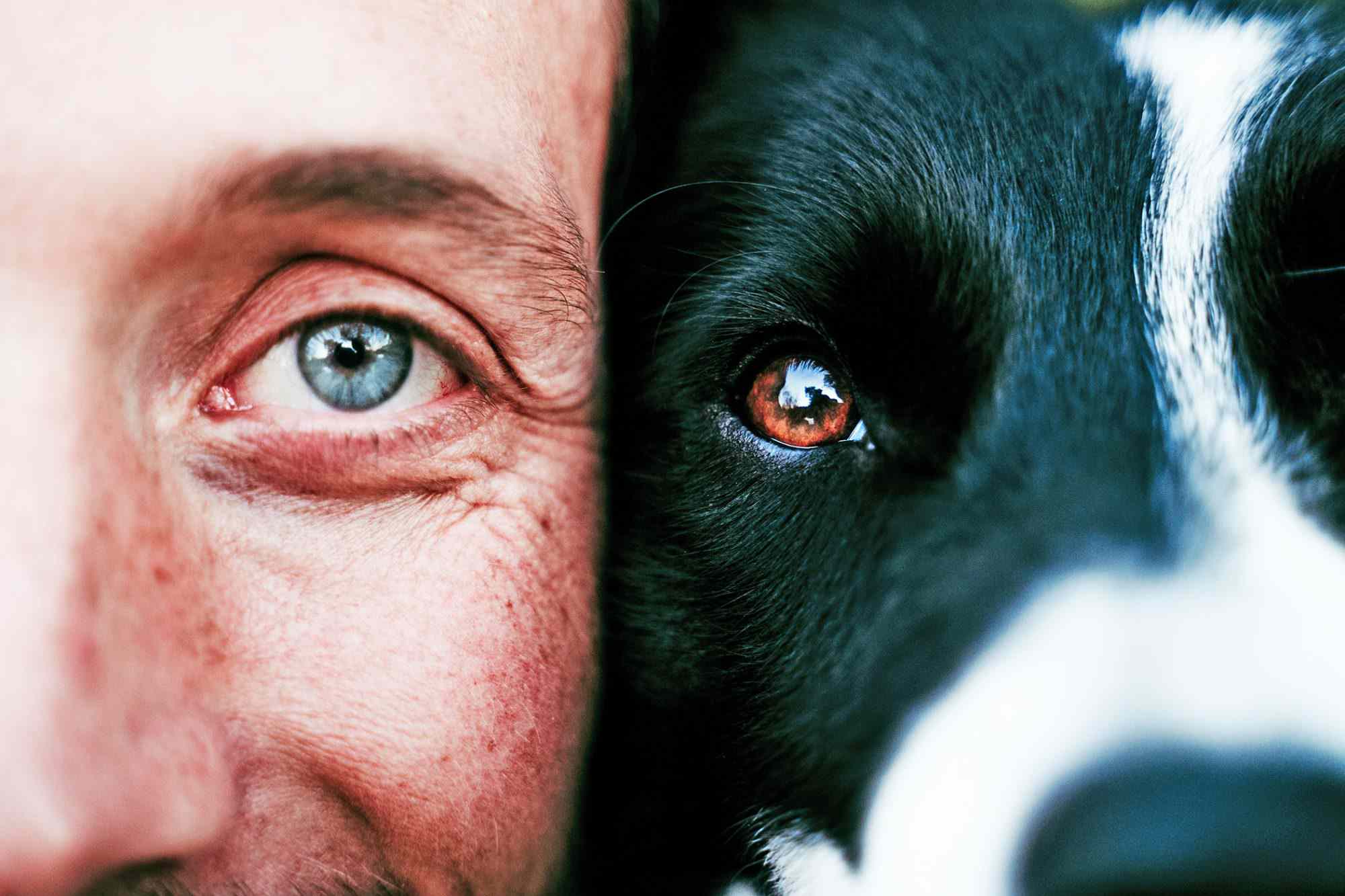 How Do Dogs See The World? A Veterinary Ophthalmologist Explains