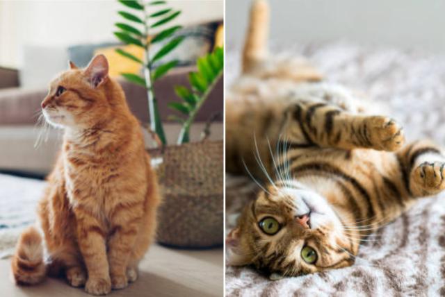 gatos: ¿por qué ronronean cuando quieren conseguir algo de su dueño?