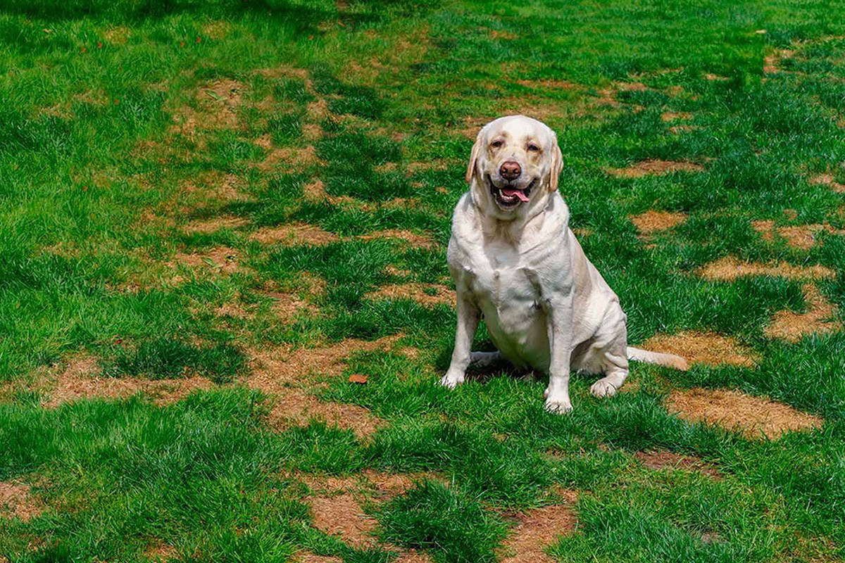 How to repair a dog-damaged lawn