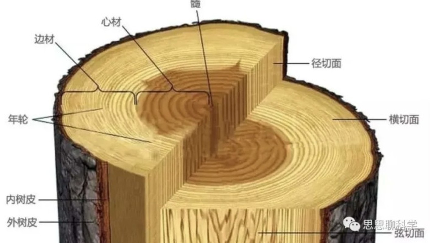 Добавить срез. Макроструктура древесины радиальный срез. Поперечный срез ствола дерева. Макроскопическое строение древесины. Строение ствола дерева.