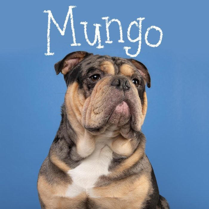 230 Unique Dog Names for Your One-of-a-Kind Pup