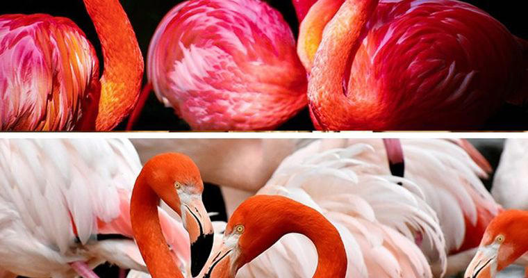 Mumbai to Gujarat-7 places to see Flamingo in India