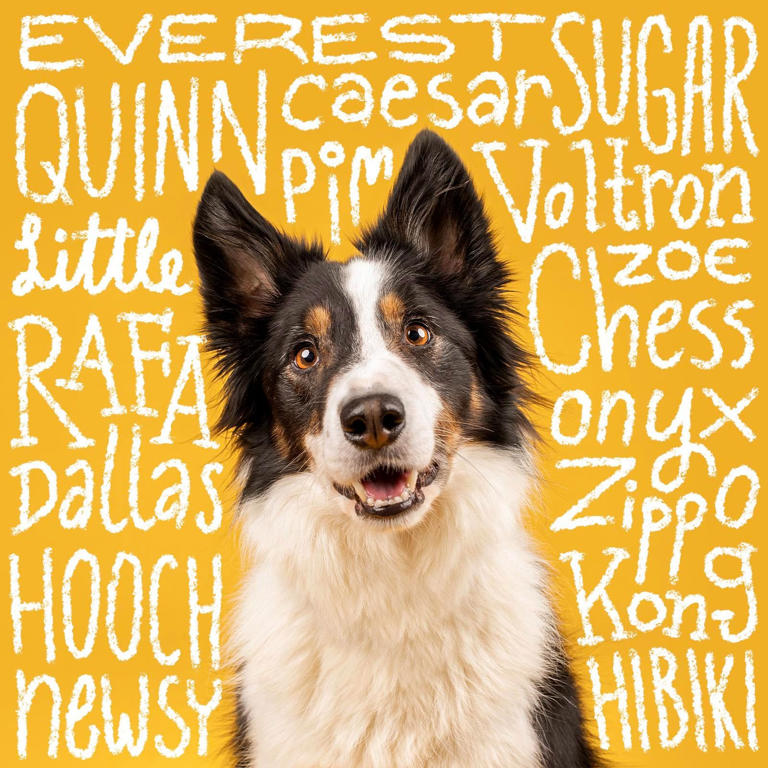 230 Unique Dog Names For Your One-of-a-kind Pup