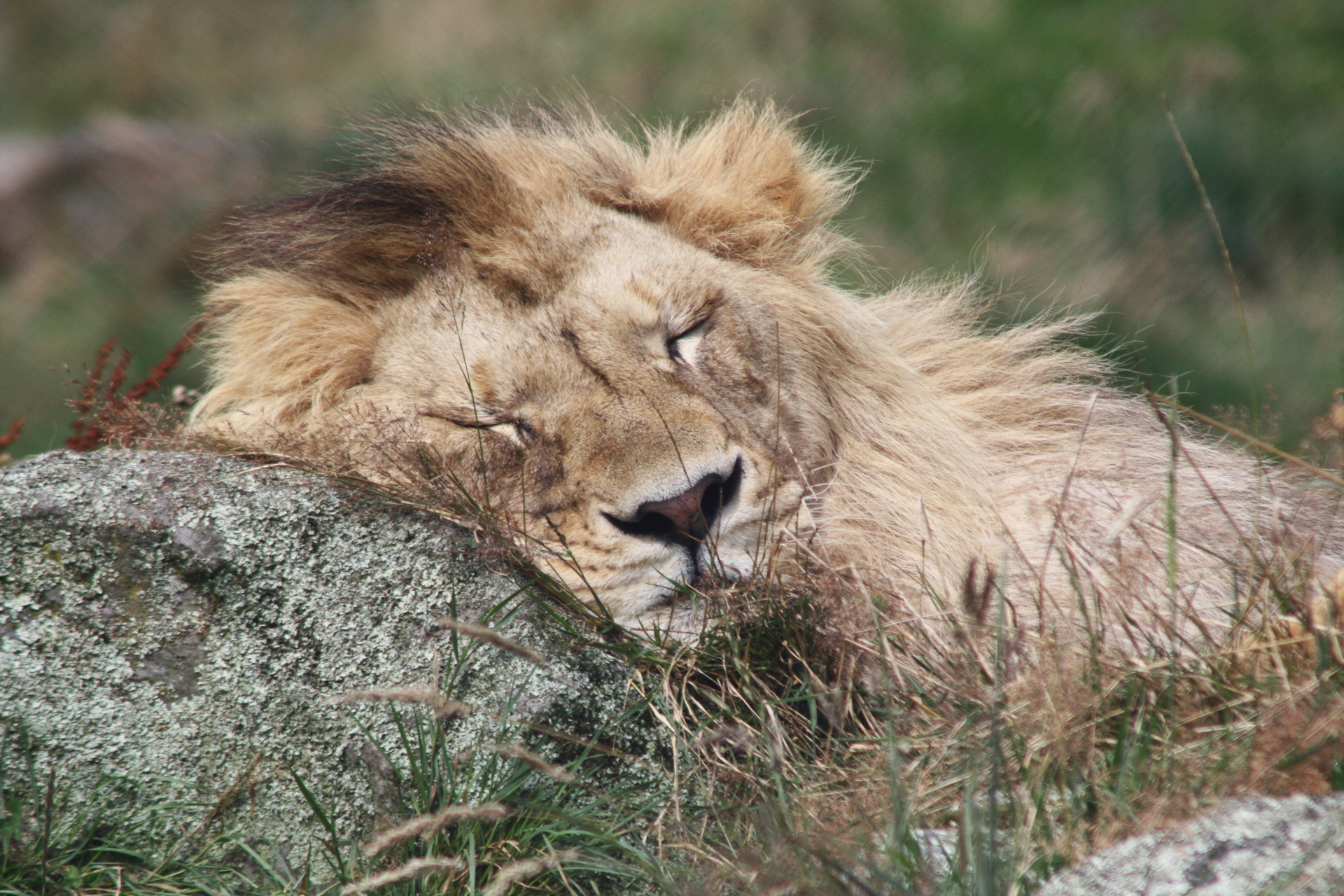 Infos Surprenantes Sur Le Sommeil Des Animaux