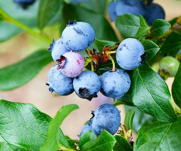 Blueberries: how to grow them