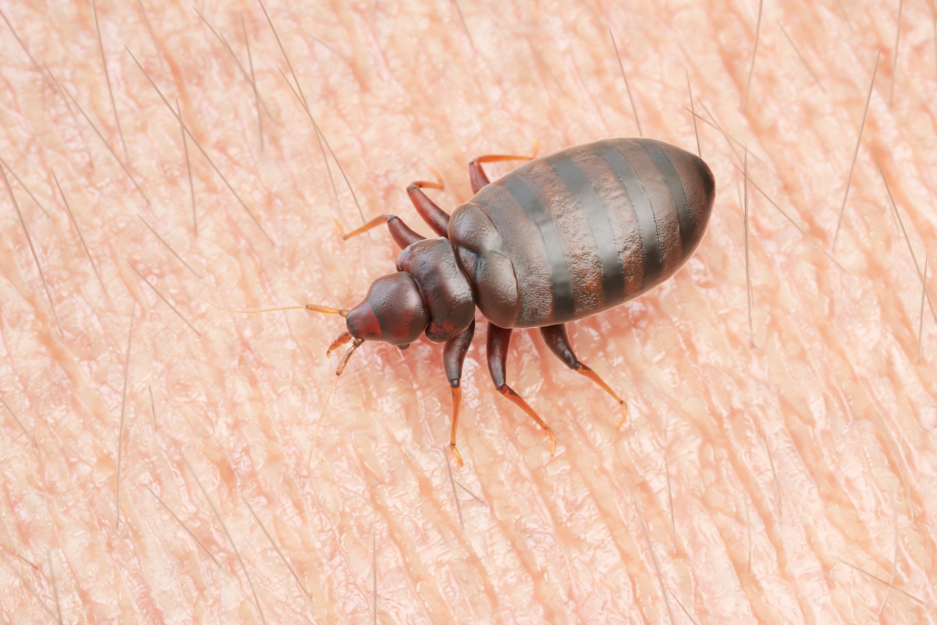 Bed Bugs Are On The Rise Again Here S How To Avoid Them   AA1cVx0U.img