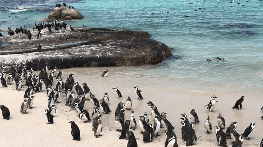 ciudad del cabo sudáfrica pinguinos