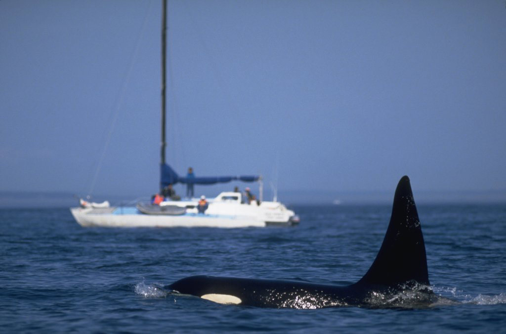 orca attacks yacht scotland