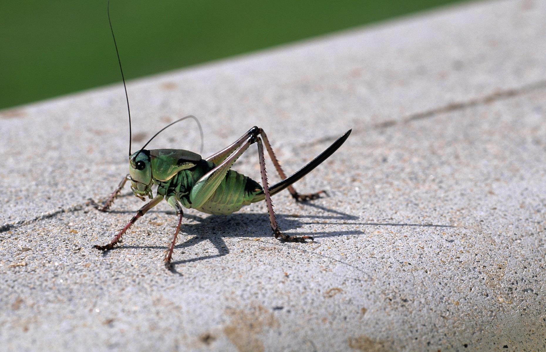 'Apocalyptic' swarms of Mormon crickets invade Nevada homes