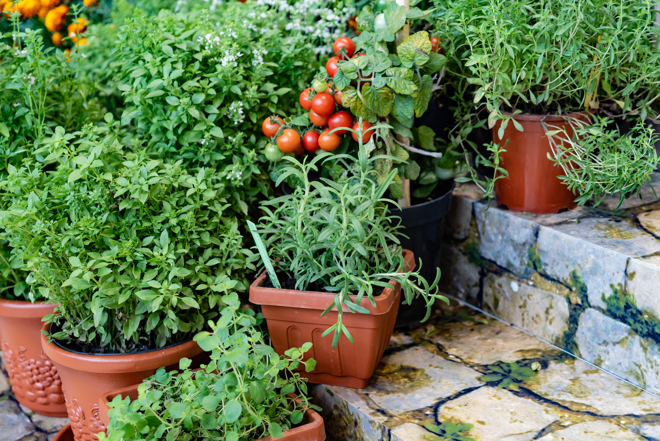 <p>There's nothing more satisfying than growing your own food, even when you've only got a tiny apartment balcony garden. Start small with an herb garden or a few buckets of tomatoes to find what works best for your space, then consider more involved set-ups like DIY vertical gardens. </p><p>You may also like: <a href='https://www.yardbarker.com/lifestyle/articles/25_last_minute_fourth_of_july_party_recipes/s1__24278863'>25 last-minute Fourth of July party recipes</a></p>