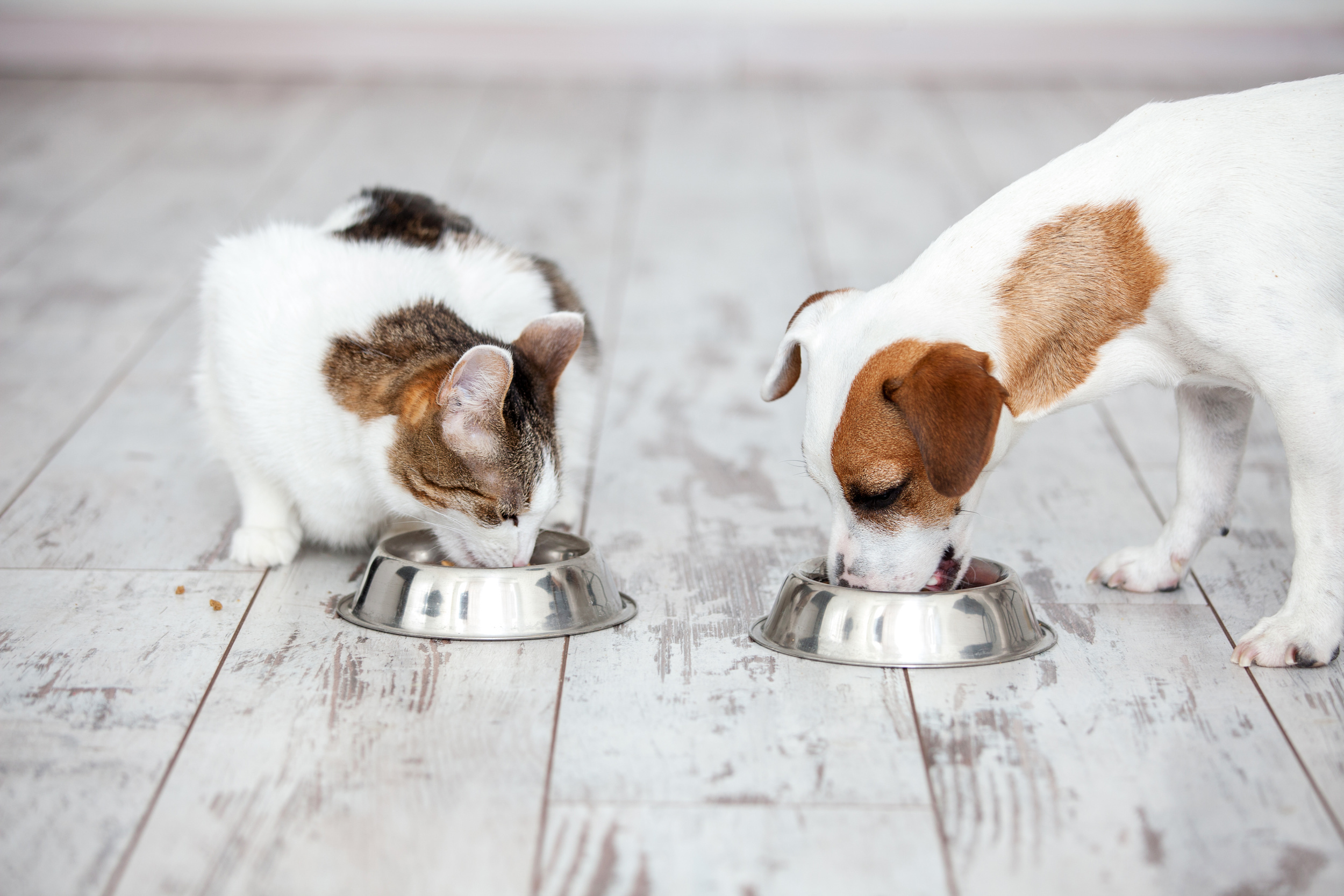 <p>It may seem a little pricey, but spending more on good-quality dog food can actually save cash in the long run by preventing health problems in your pet. Ask your veterinarian for recommendations. </p><p><a href='https://www.msn.com/en-us/community/channel/vid-cj9pqbr0vn9in2b6ddcd8sfgpfq6x6utp44fssrv6mc2gtybw0us'>Follow us on MSN to see more of our exclusive lifestyle content.</a></p>