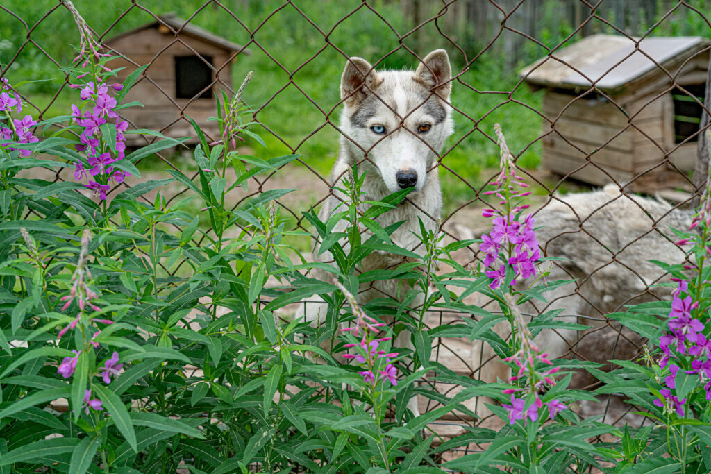 <p>Do you want to get close to some furry film stars, visit local wildlife, and learn what it takes to be a champion sled dog? Levi Husky Park invites you to see their foxes, wolf dogs, reindeer, huskies, and more. Since words wouldn’t do the visit justice, we put together this photo essay to tell the story (and share all the cuteness!!).</p> <p><a href="https://www.colemanconcierge.com/levi-husky-park/" rel="noopener">Levi Husky Park – A Photo Essay of Finnish Lapland’s Animal Stars</a></p>