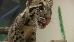 The Art of Falling Explained By These Adorable Clouded Leopard Brothers