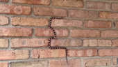 Real-Life Game of Snake as Creature Seen Slithering on Wall