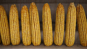 Corn is set out for judging at the Iowa State Fair on August 20, 2021 in Des Moines, Iowa. Scott Olson/Getty Images