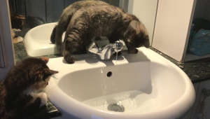 Kitten Sisters Investigate Sink