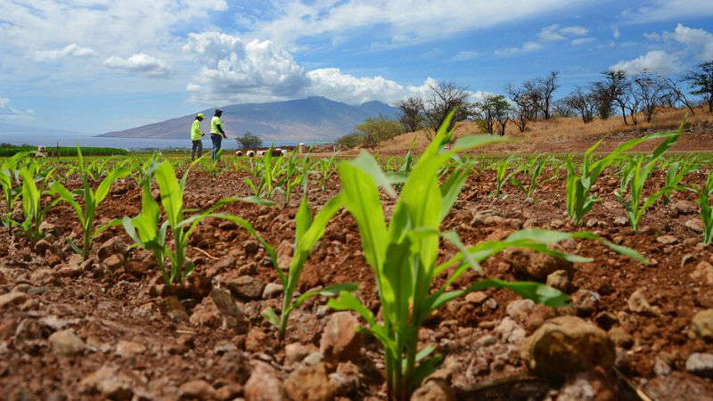 Misinformation pollutes debate on GMOs in Kenya