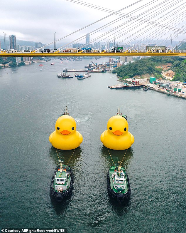 The enormous ducks were spotted being tugged by two boats that looked small in comparison to the oversized bath toys