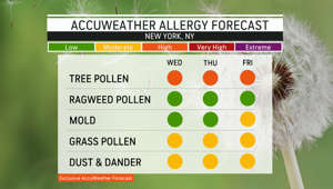Here's your allergy forecast for June 6