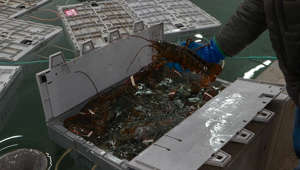 New lobster holding tank is a game change for lobster business