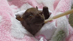 Tube-Nosed Bat Injured on Barbed Wire Fence Enjoys Tasty Smoothie at Queensland Sanctuary