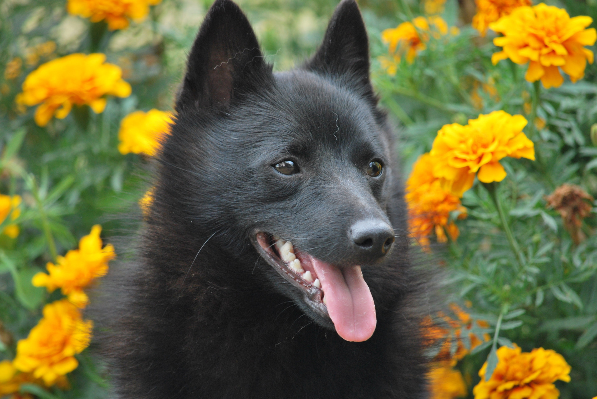 Les Races De Chien Idéales Pour La Vie De Famille