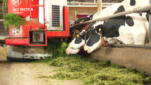 La granja Nescio en el suroeste de los Países Bajos, es una granja inteligente, hogar de 180 vacas y varios robots que recogen la hierba, alimentan a los animales e incluso ordeñan a las vacas.