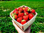 Fresh strawberries at Blake farms in Macomb County.