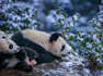 DescriptionChina’s Giant Panda National Park is finally seeing the fruits of its labor. The park has seen phenomenal progress in its conservation of rare animals thanks to the multiple effective measures taken during the past one and a half years. Veuer’s Maria Mercedes Galuppo has the story.