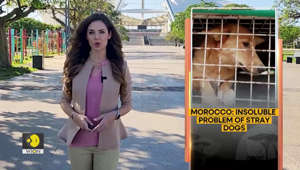 Moroccan activists turn dog protector