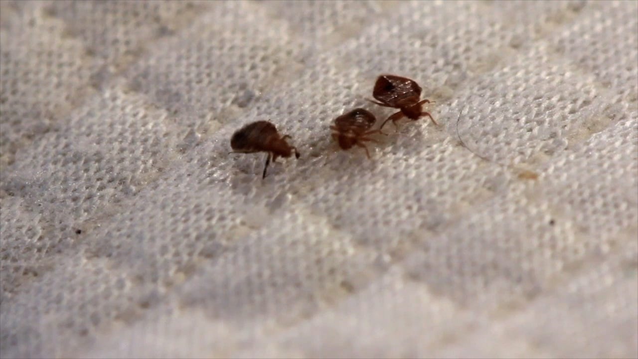 'Bed bugs don't see dollar signs': Tips to avoid bed bugs at hotels you travel to