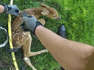 Police officer rescues baby deer tangled in backyard soccer net